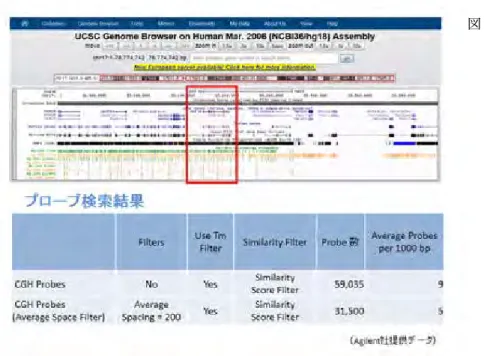 図 3 　 CGH アレイのためのプローブ解析結果 　　　　17q12 領域に対する CGH アレイ 　　　プローブの配置を示す（公共データ 　　　ベース UCSC Genome Browser より 　　　得た）． 　　　　HNF1β 遺伝子領域に対する CGH 　　　アレイのプローブを赤枠で示す． 　　　1×244 K プレートに，Chr 17 の 　　　31800001 – 38100000 領域を中心に 　　　（他の染色体領域についてもプローブ 　　　を配置した），平均 200 bp スペース　　 