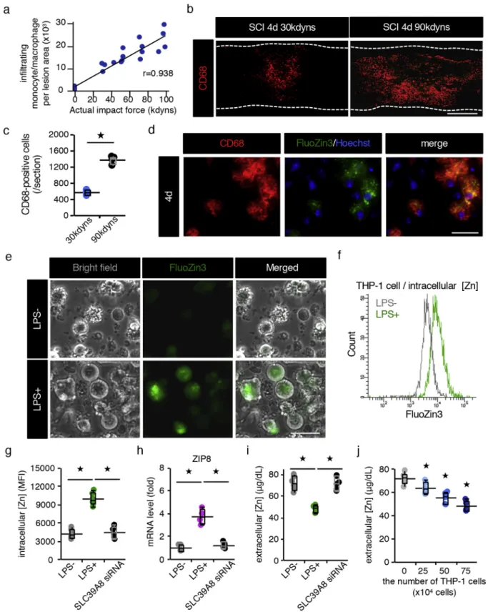 Fig. 3. The serum zinc concentration is decreased in a cell-number-dependent manner. (a) The correlation between the severity of SCI and the number of inﬁltrating monocytes/