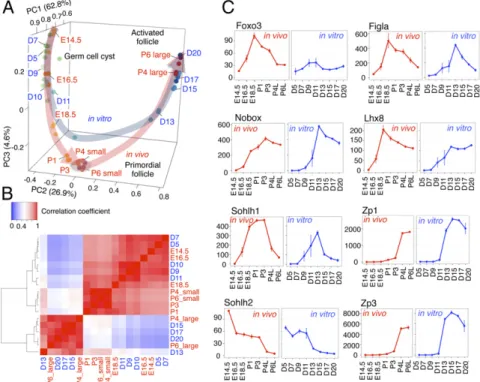 Fig. 2. Distinct gene-expression profiles during oo- oo-genesis in vivo and in vitro. ( A ) Gene-expression  dy-namics during oogenesis in vivo and in vitro