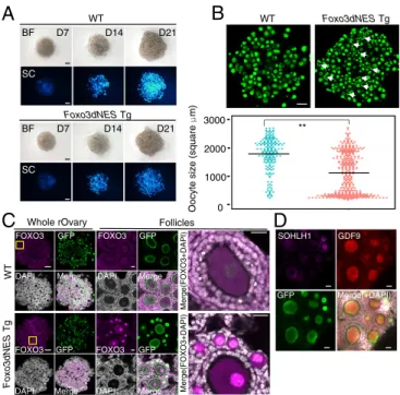 Fig. 3. Partial restoration in vitro of small oocytes by enforced expression of Foxo3