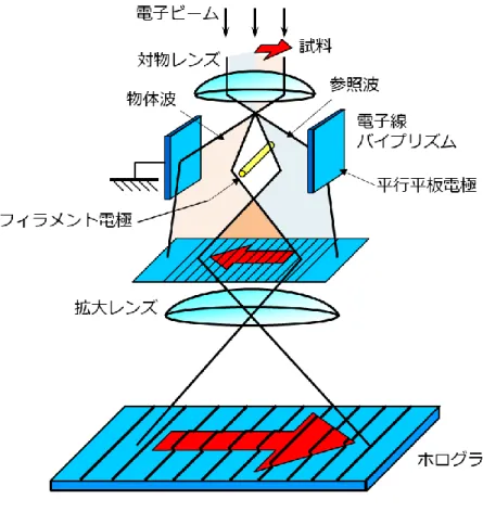 図 1-1  電子線ホログラフィーの模式図  位相情報  の再生に関しては、当初はフィルムに記録したホログラムに高干渉 性のレーザーを照射する光学システムが利用されていた。最近の研究では CCD カメ ラを使ってホログラムを記録する場合が多く、以下にディジタルデータ化したホログ ラムからの位相再生手順を記す。図 1-2 にフーリエ変換法と呼ばれる再生法の手順を 示す[11, 12]。図中では、酸化マグネシウム微結晶のホログラムを用いている。ホログ ラムに二次元フーリエ変換を施すと中央にセンターバンドとその