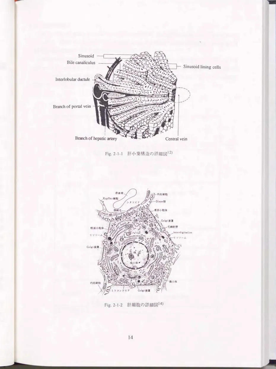 Fig.  2-1-2  肝細胞の詳細図14)