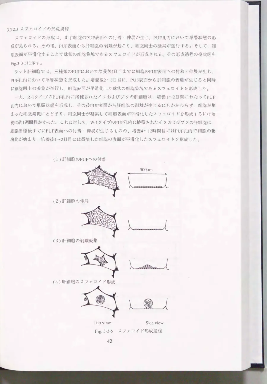 Fig. 3-3-5  スフエロイド形成過程 42 
