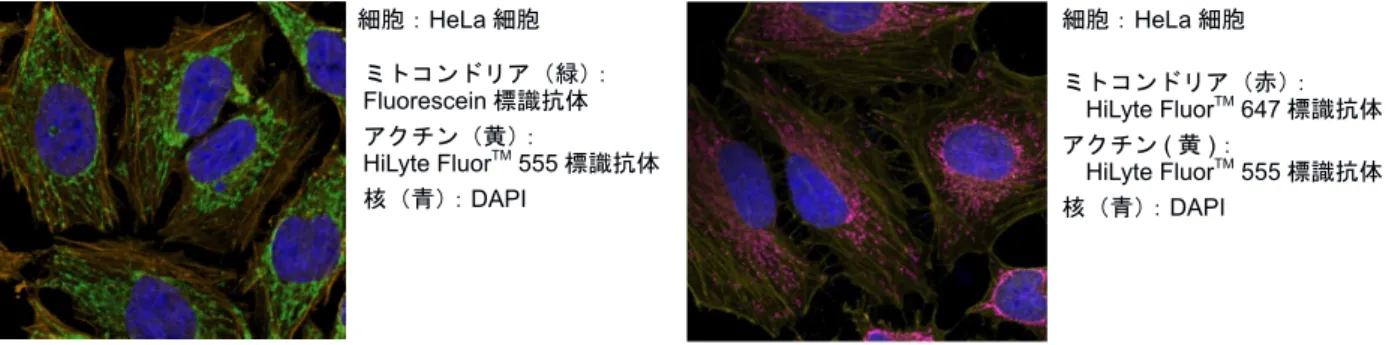 図 19 　 Ab-10 Rapid Fluorescein, HiLyte Fluor TM  555 / 647 Labeling Kit  を 用いたミトコンドリア及びアクチンの染色例