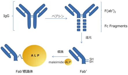 図 31 　 Fab' 標識体への酵素標識