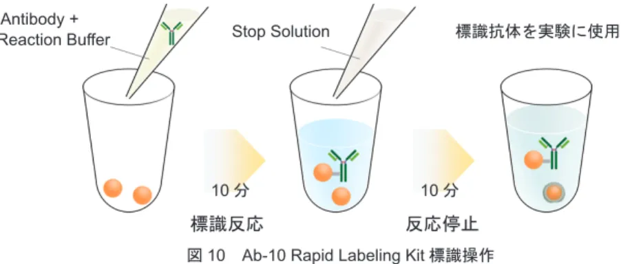 図 10 　 Ab-10 Rapid Labeling Kit 標識操作