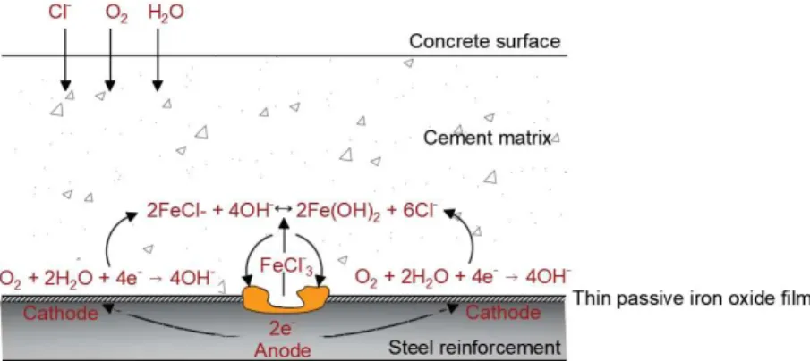 Fig. 2.8—Corrosion of reinforcement in concrete exposed to chloride ions [2.10] 