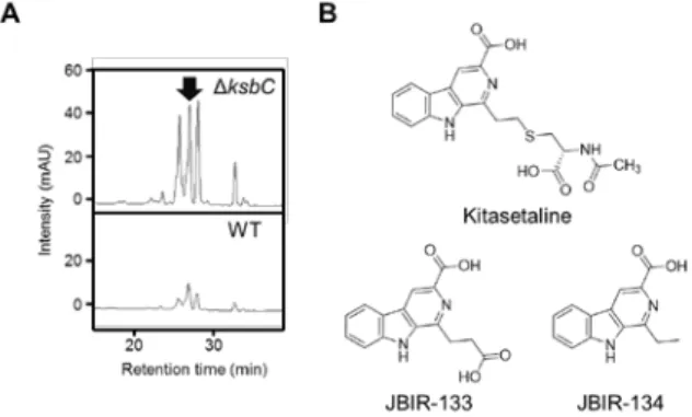 Fig.  5. Overproduction of kitasetaline by the gene disruption of ksbC. 