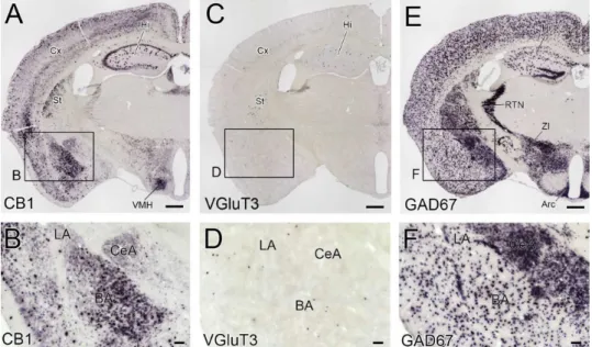 図 1 CB 1 、   VGluT3 、   GAD67 mRNA の発現パターン