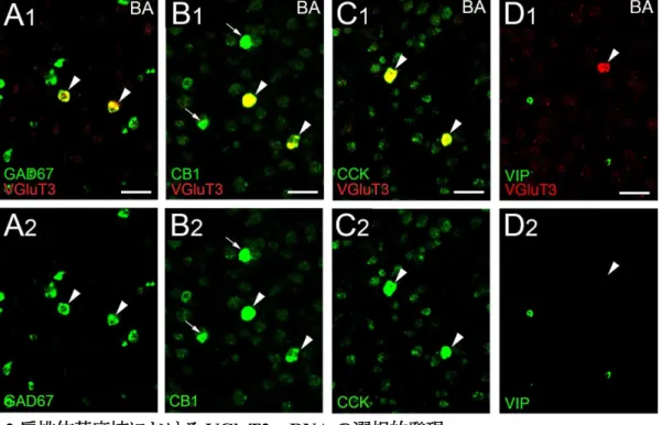 図 2 扁桃体基底核における VGluT3 mRNA の選択的発現    