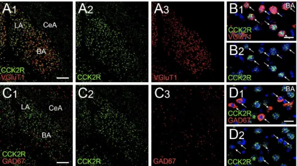 図 8  扁桃体基底核及の錐体細胞に CCK 2 R mRNA が豊富に発現している 