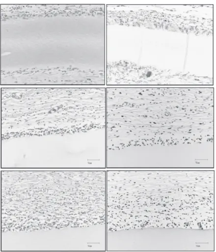 Fig.  6　(Left)  Live/dead  stained  images  of  cell  adhered  on  the  F-Gel  (top),  F-Coll  (middle),  and  T-Col  (below)