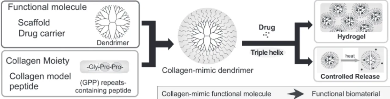 Fig. 1   Design of collagen-mimic dendrimers and application.