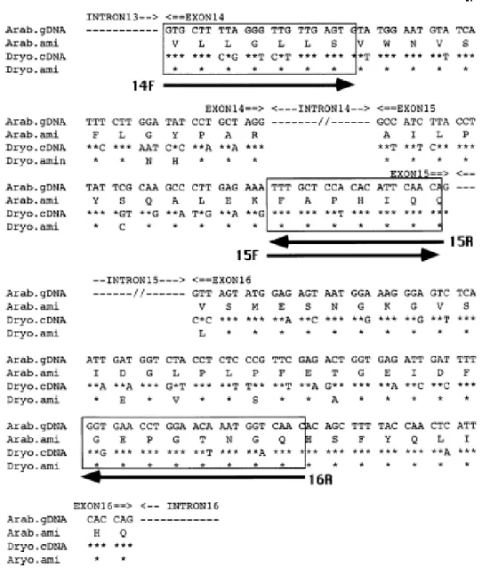 Fig. 3  Ishikawa ら（2002）の開発したシダ植物の pgiC 領域の PCR 増幅用プラ イマーの位置 