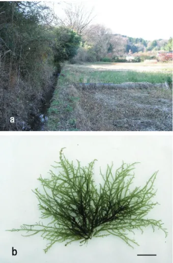図 3 ．アオカワモズク． a ：生育環境（神奈川県横浜市緑区新 治町）； b ：藻体（神奈川県横浜市緑区新治町）．スケール は 10mm ． 表 3 ．アオカワモズク確認地点の電気伝導度（図2a），例外的に高度処理した下水を維持用水として放流している神奈川県横浜市の入江川（No.12)（福嶋, 2003）や東京都立川市の根川（No.23）でも確認された。藻体の大きさは最大5cm，色は薄茶色〜薄黄緑色であったが(図2b)，老成した個体では珪藻が付着し濃茶に見える個体や,軸以外の輪生枝の色素が抜け，白化した個