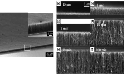 Fig. 6 Vertically aligned growth of SWNT with the alcohol method 12) .