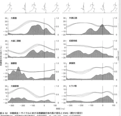 図 11.8: 走運動中における筋腱複合体の長さと筋電図
