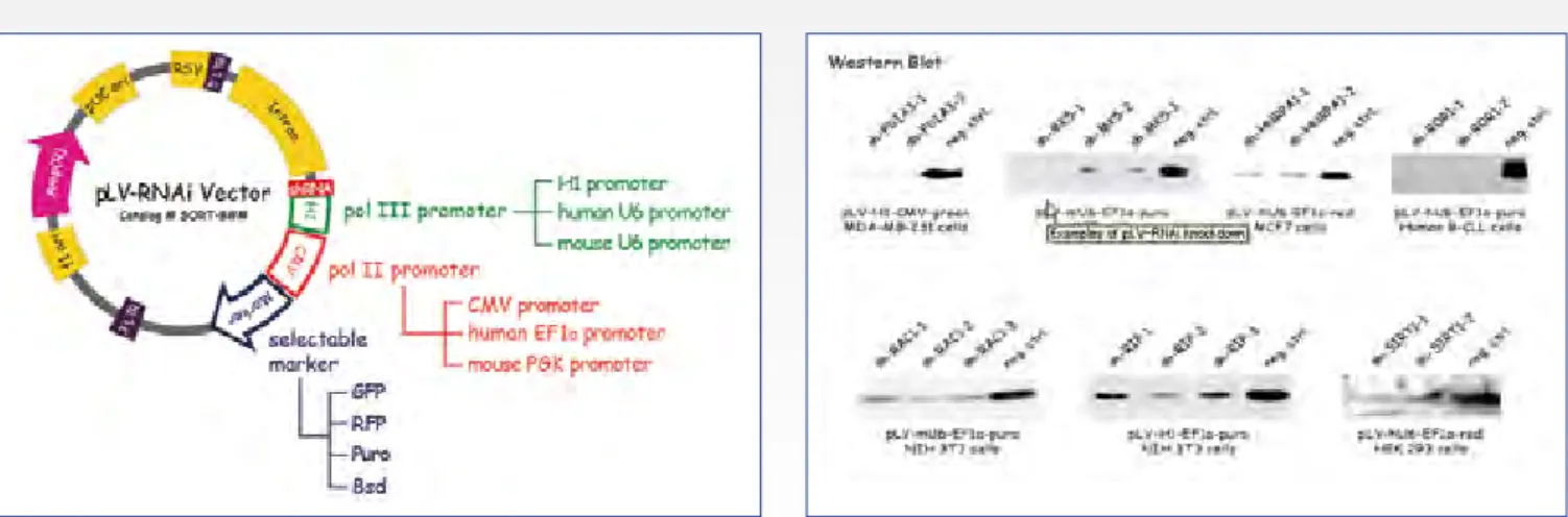図 1.  pLV-RNAi ベクターマップ 図 2.  pLV-RNAi ベクターマップを使用した遺伝子抑制のウェスタンブロッティング結果