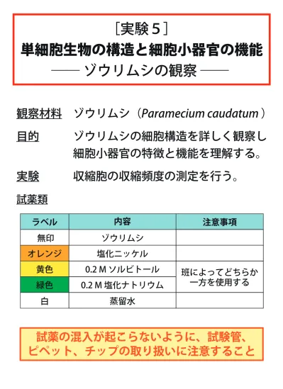 単細胞生物の構造と細胞小器官の機能ーゾウリムシの観察 基礎生命科学実験・生命科学実験（東京大学 教養学部）実験概要