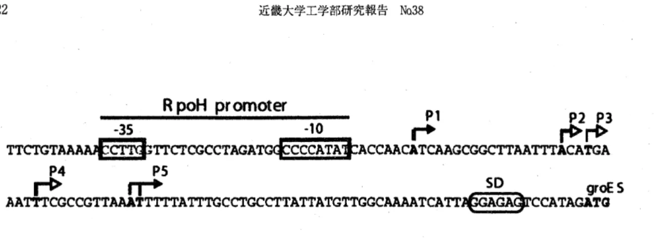 Fig. 4 Nucleotide sequence of the region upstream of the  groESLoperon. 