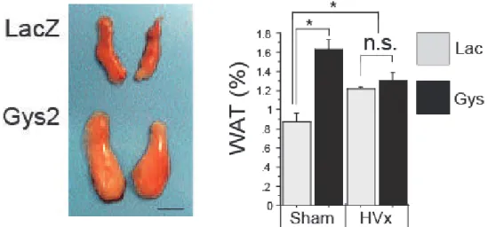 Fig. 4. Hepatic glycogen loading cancels liver.brain.adipose axis activation