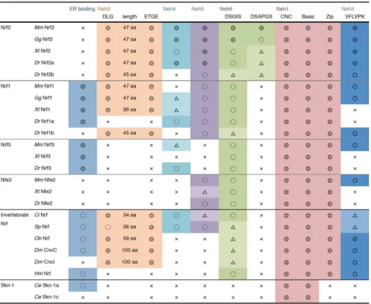 Figure 3.  A summary of the domain structure of the Nrf/Cnc transcription factors. Conservation o