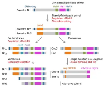 Figure 4. The evolution of Nrf/Cnc transcription factors deduced from amino acid sequences
