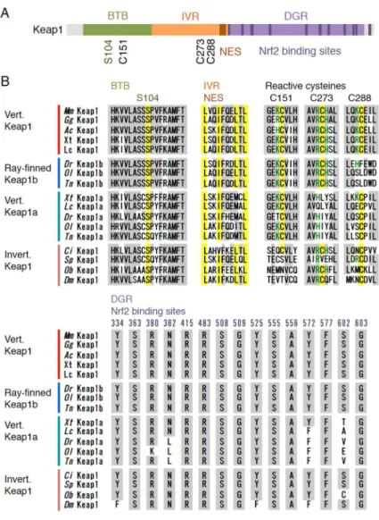 Figure 5. Figure 5.  A comparison of Keap1 proteins: (A) domain structures of Keap1; and (B) a A comparison of Keap1 proteins: (A) domain structures of Keap1; and (B) amino acid sequences of Keap1 proteins from mouse (Mm), chicken (Gg), anole lizard (Ac), 