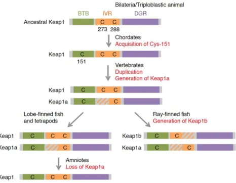 Figure 7.  The evolution of Keap1 proteins deduced from amino acid sequences. 