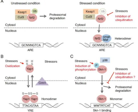 Figure 1.  Regulatory mechanisms of the transcription factor-based oxidative stress response in eukaryotes