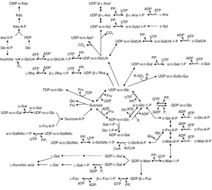 Fig. 1.2 植物生体内における糖ヌクレオチドの主要生合成経路 植物は多数の希少糖を含む糖ヌクレオチドを生合成し、細胞壁生合成などに利用している。実線は 解明されている生合成経路を、破線は未解明の生合成経路を示す。（ Bar-Peled et al