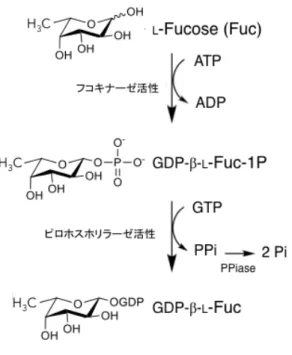 Fig. 1.3 FKP の酵素活性
