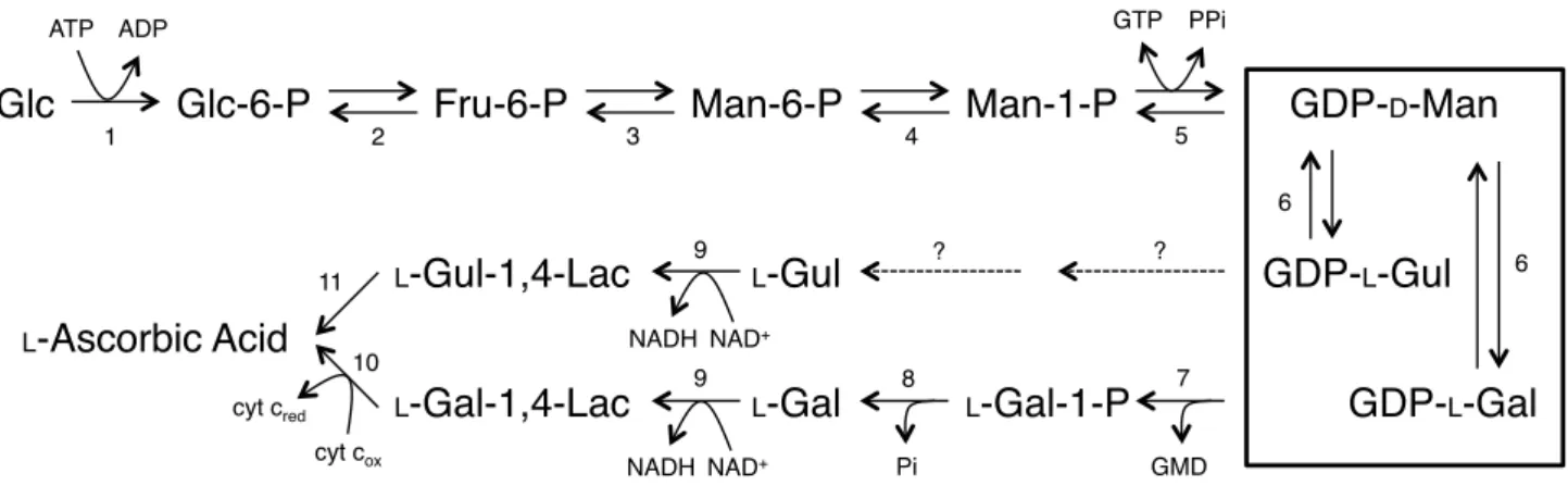 Fig. 1.4-1  植物における L -アスコルビン酸生合成経路