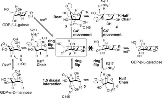 Fig. 1.4-2 GME によるエピメリ化反応モデル