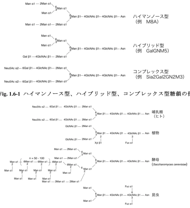 Fig. 1.6-1  ハイマンノース型、ハイブリッド型、コンプレックス型糖鎖の例 
