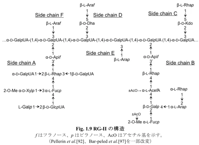 Fig. 1.9 RG-II の構造