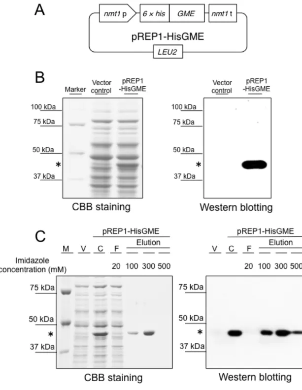 Fig. 2.3.2 S. pombe による 6 × His タグ融合 GME の発現と精製