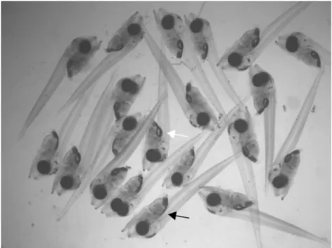 Fig. 2.2. Larvae sampled at night on 6 days-post-hatch. White and black  arrows show the larvae with and without inflated swimbladder respectively