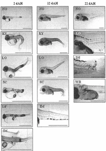 Fig  .  1-10.  Examples  of  normal  and  abnormal  seedlings  at  2,  12  and  22  days  after  hatching
