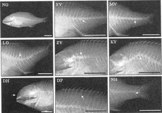 Fig.  1-11.  Examples  of  normal  and  abnormal  seedlings  at  32,  42,  52  and  62  days  after  hatching