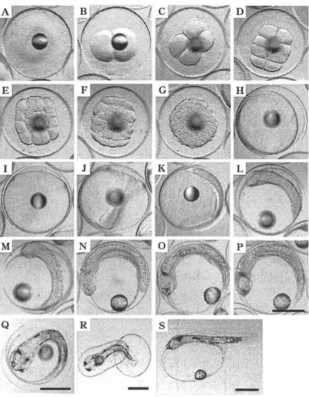 Fig  .  1-1. Egg development  of  F. 