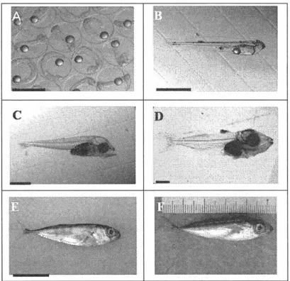 Fig.  1.1. PBT  larval  and juvenile  typical  feature  of  morphological  development