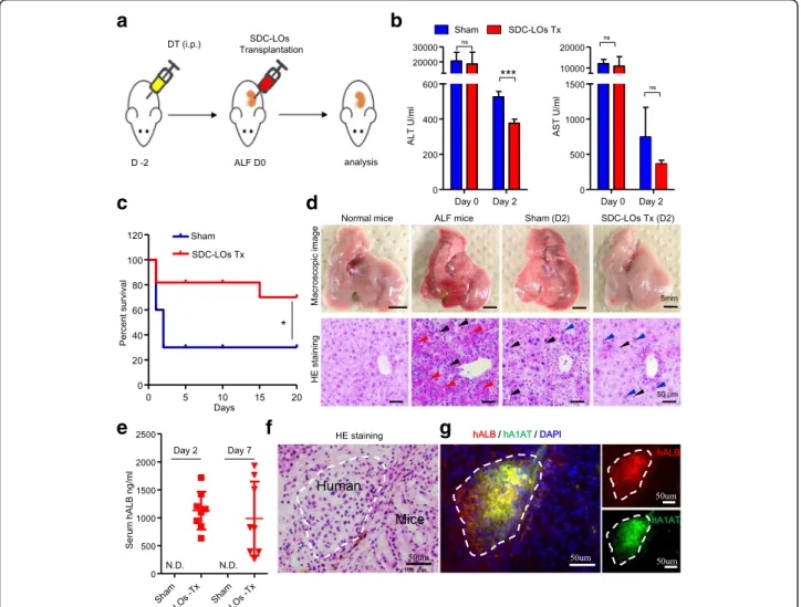 Fig. 4 Single donor cell-derived LOs improve survival in mice with ALF. a Schematic representation of the protocol for generating ALF mice and transplanting SDC-LOs