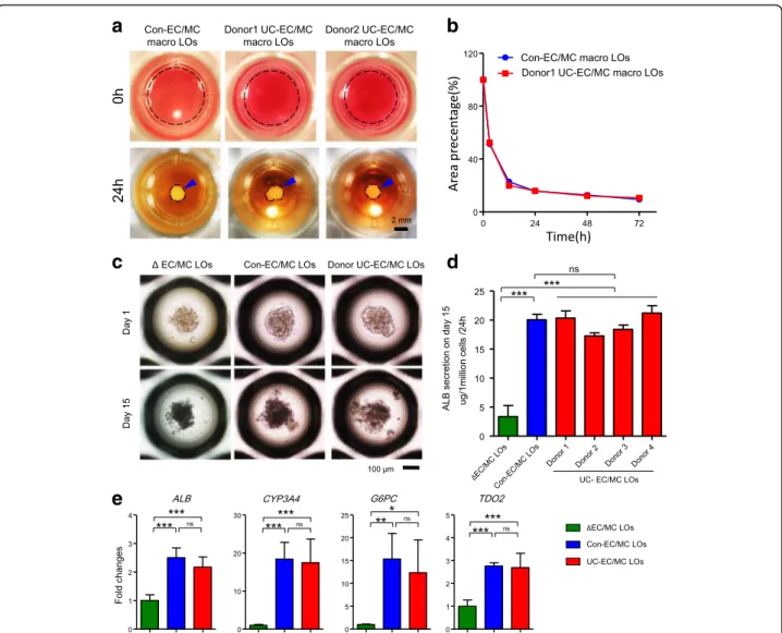Fig. 1 Single donor-derived UC-ECs and UC-MCs promote spontaneous LO formation and differentiation