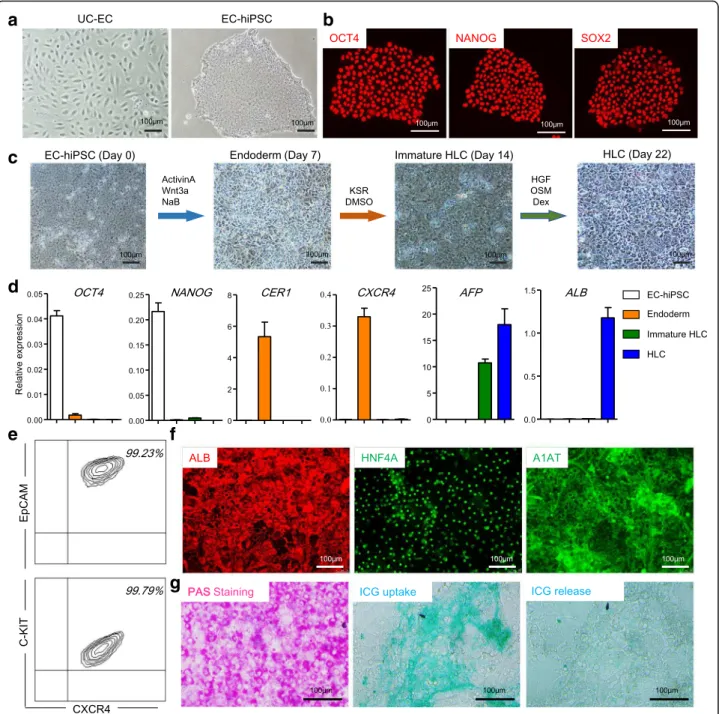 Fig. 2 Single donor-derived hiPSCs reprogrammed from UC-ECs with efficient hepatic differentiation capacity