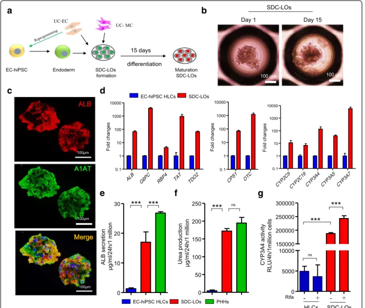 Fig. 3 Single donor cell-derived LOs generated from single donor-derived hiPSC-endoderm, ECs, and MCs