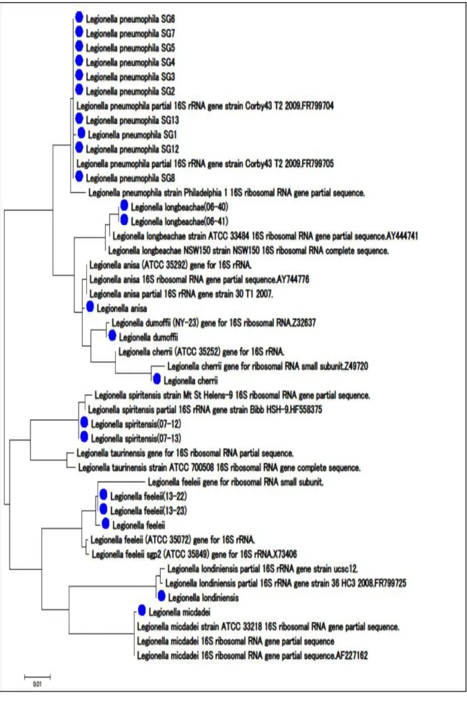 図  16S rRNA 遺伝子解析による系統樹 