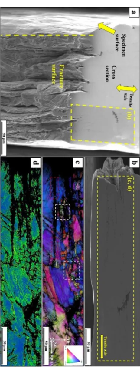 Fig. 2.11. SEM images from a hydrogen-charged specimen: (a) the intersection of the cross  section with the fracture and specimen surfaces, (b) the cross section showing the presence  of a void density along the tensile direction, (c) the corresponding RD-