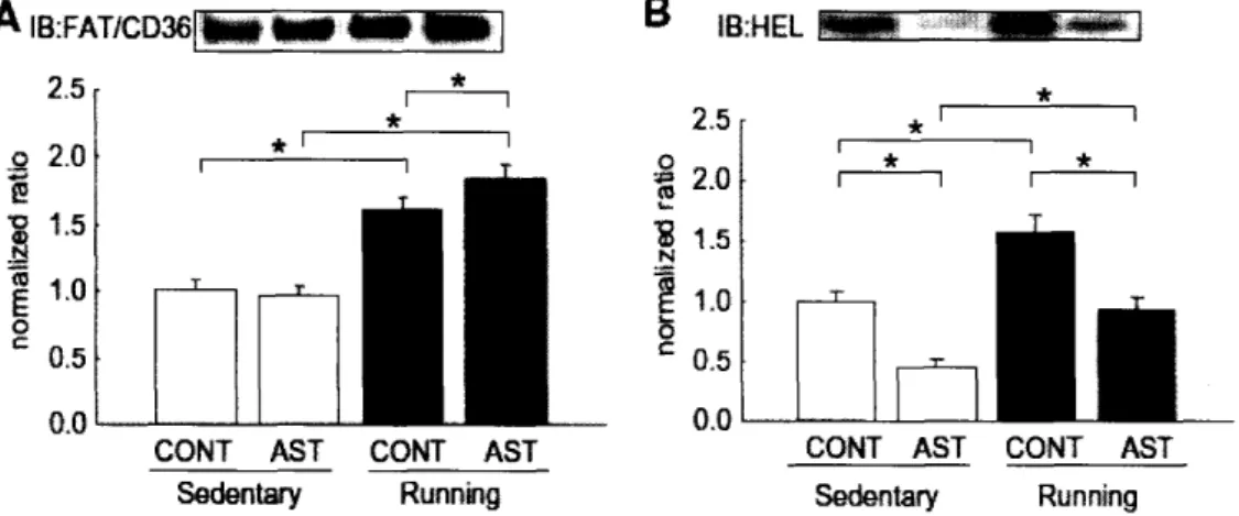 図 6Fatty 　 acid 　 translocase （ FA ］ 「 〆 CD36 ＞ と の 免疫 沈降法 に よ る CPTI の 機能解析 （ A ） と hexaney ］ lysin （ HEL ＞ 　 　 修 飾 タ ン パ ク 質 の 解 析 （ B ） ア ス タ キ サ ン チ ン の 併 用 に よ り CPT − 1 と FA ’］「 ！ CD36 の 結 合 が 増加 し ， ア ス タ キ サ ン チ ン は CPT ・1 タ ン パ ク 質 の HEL に よ る 翻訳後