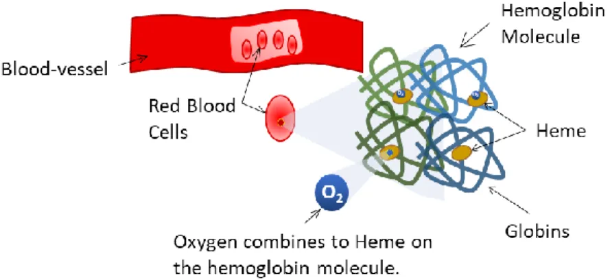 Figure 2.1: Structure of the hemoglobin molecule that exists in the red blood cells, [11] 